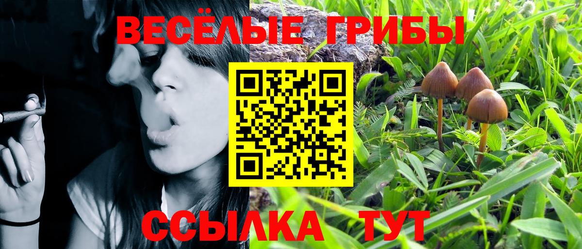 Галлюциногенные грибы прущие грибы  Вход с VPN  Осинники 